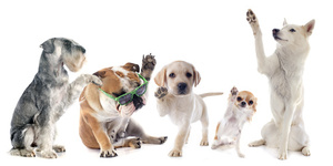 Hundeseminare Bonn Dialog Hund